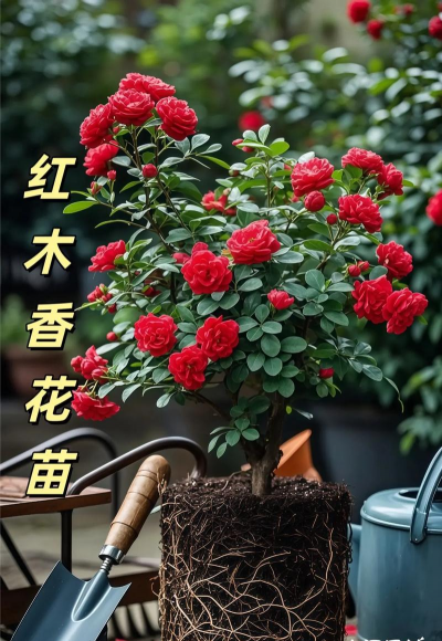 家庭养花用生根粉