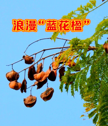 蓝花楹果子叫什么
