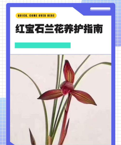 兰花红宝石怎么养