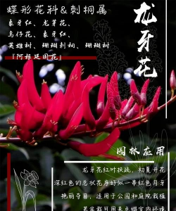 龙牙花是什么科属