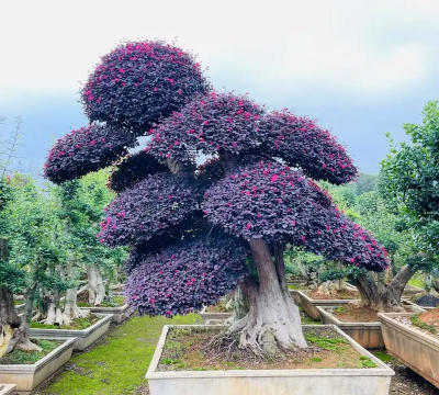 如何培养红花继木大树