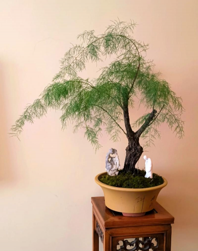 怪柳垂柳式造型