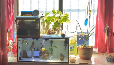 家庭养花用生根粉