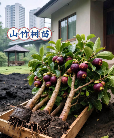 岭南山竹子如何移植