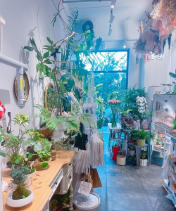 家庭养花用生根粉