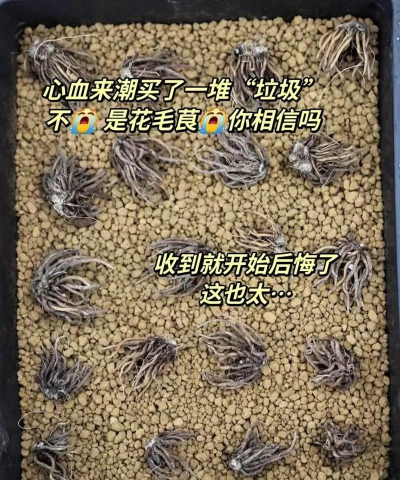 家庭养花用生根粉