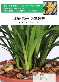 宽叶建兰开什么花