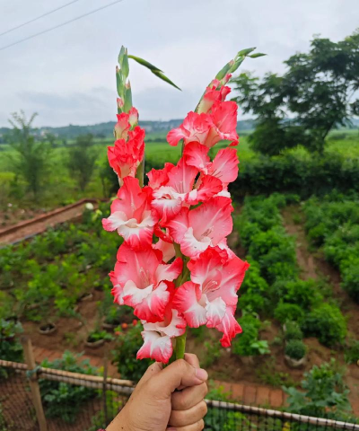 家庭养花用生根粉