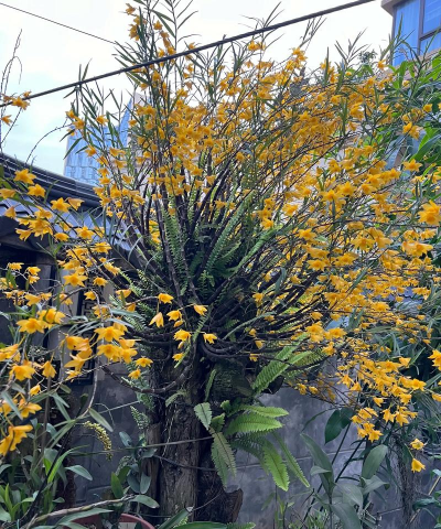 家庭养花用生根粉