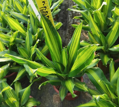 预防金心也门铁开花技术