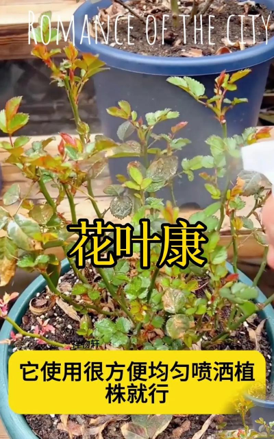 家庭养花用生根粉