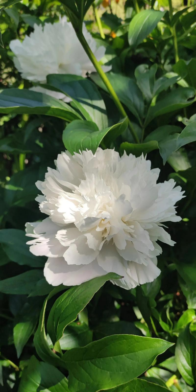 白芍药是什么颜色的