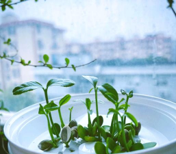 家庭养花用生根粉