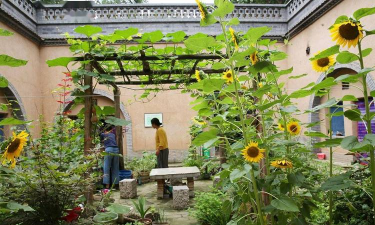 家庭养花用生根粉