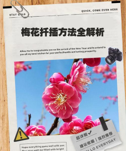 如何判别梅花插枝成活 如何判别梅花插枝成活