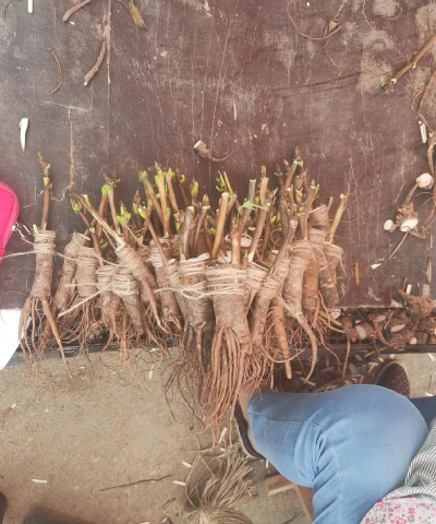 家庭养花用生根粉