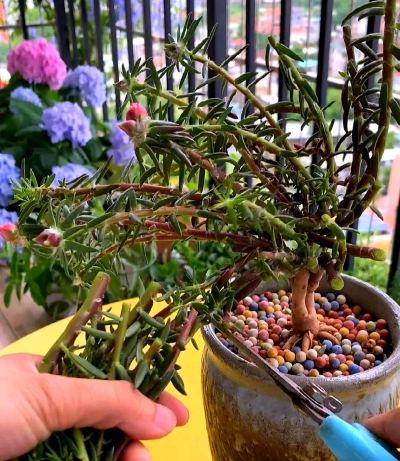 家庭养花用生根粉