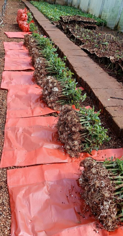 冬季小拱棚营养钵育玫瑰苗 冬季小拱棚营养钵育玫瑰苗