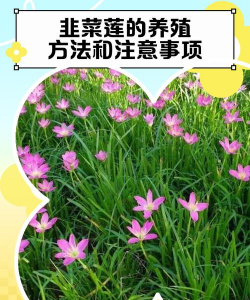 韭菜莲需要什么土