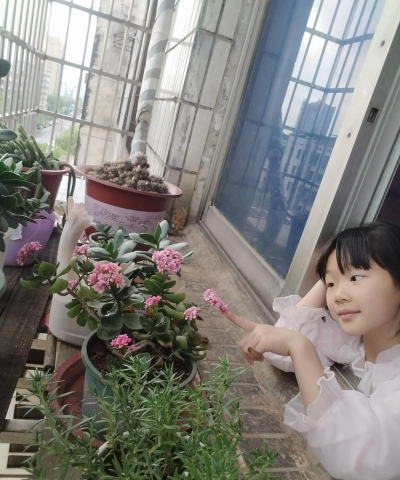 家庭养花用生根粉