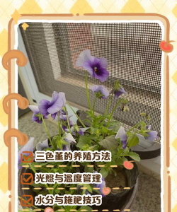 三色花怎么养护