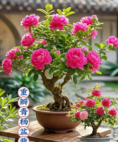 养花的杨花