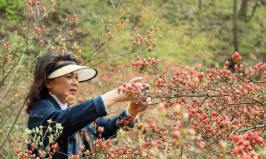 家庭养花用生根粉