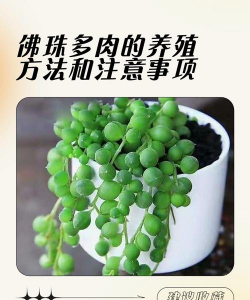 弗珠多肉怎么养