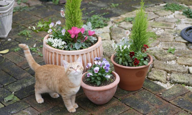 家庭养花用生根粉