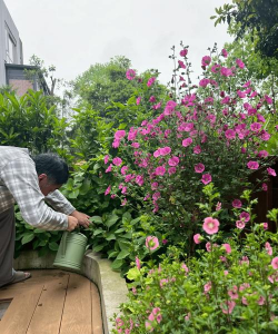 家庭养花用生根粉