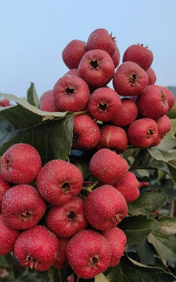 河北山楂都什么品种