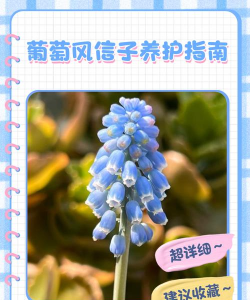 葡萄风信子如何养护