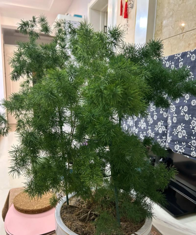 蓬莱松怎么固定造型