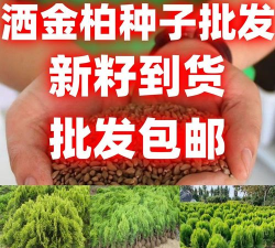 如何判断洒金柏种子