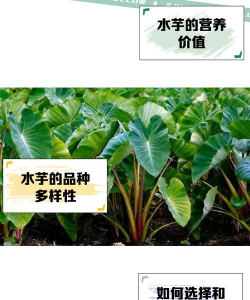 汗芋头水芋头如何区分