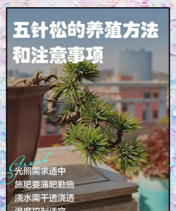 五针松在室内如何养殖