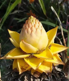 地涌金莲如何过冬温度