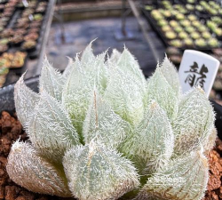 尖叶子玉露是什么品种