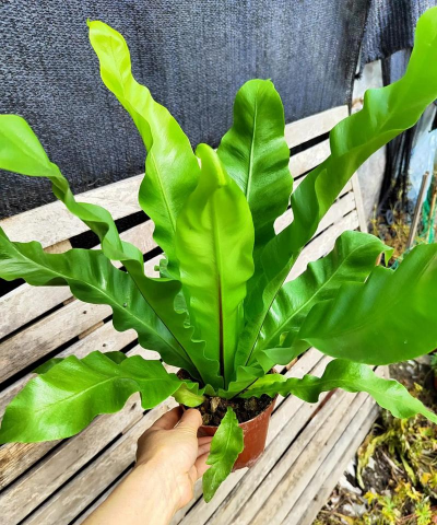 绿宽叶是什么花