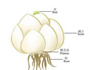 百合如何维持花期