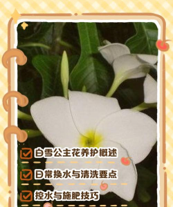 如何栽培白雪公主花卉