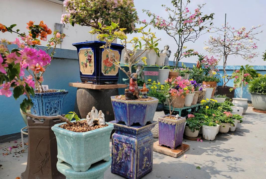 家庭养花用生根粉