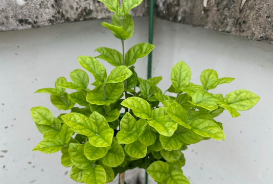 叶黄的花用什么浇水