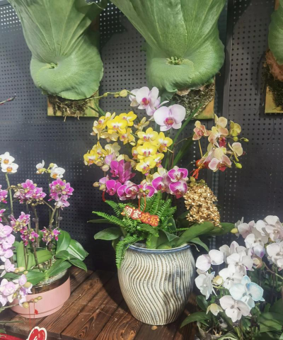 家庭养花用生根粉