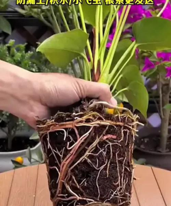 家庭养花用生根粉