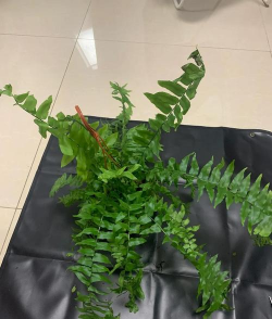 长叶肾蕨怎么施肥