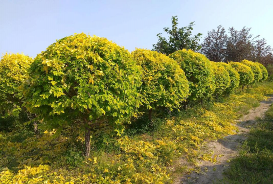 金叶榆如何修剪成球形