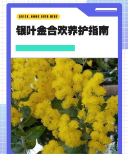 银叶金合欢如何养