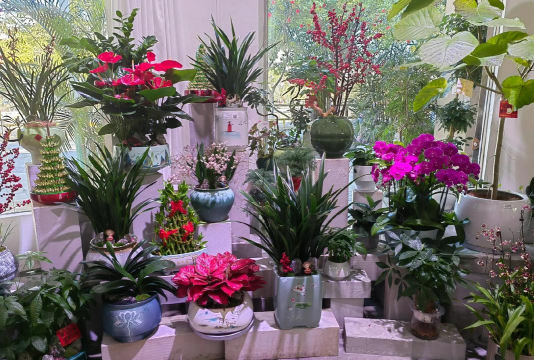 家庭养花用生根粉