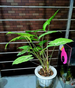 家庭养花用生根粉